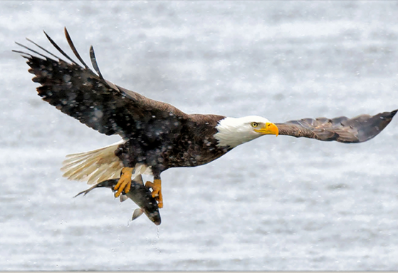 eagle flying