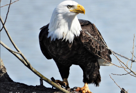 eagle resting