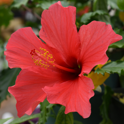 pink hibiscus