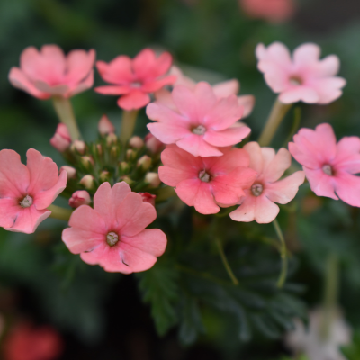 pink flowers