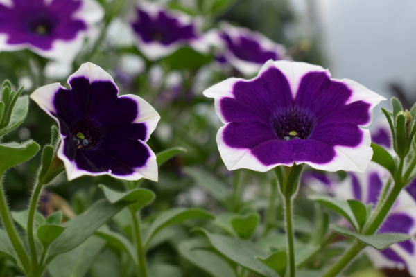 purple flowers