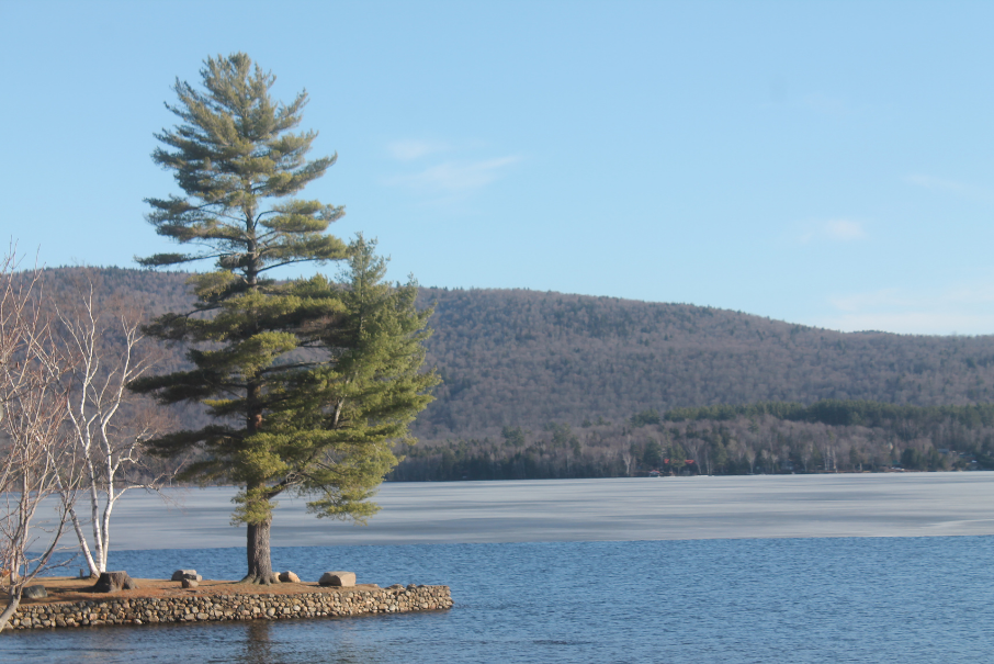 Tree and lake