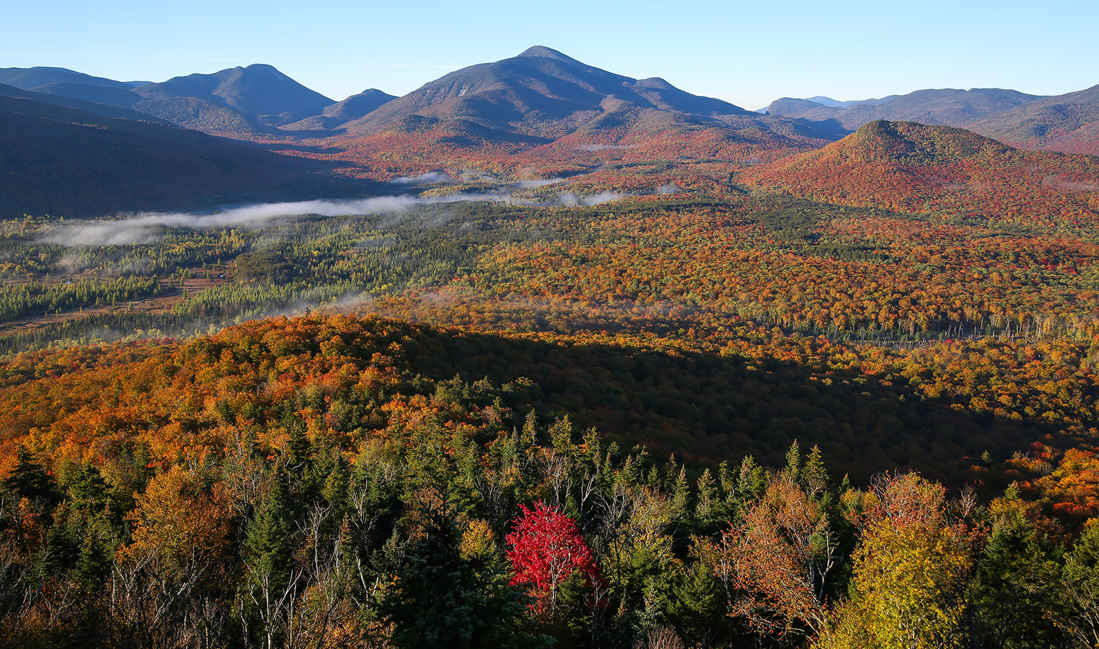 a view of foliage