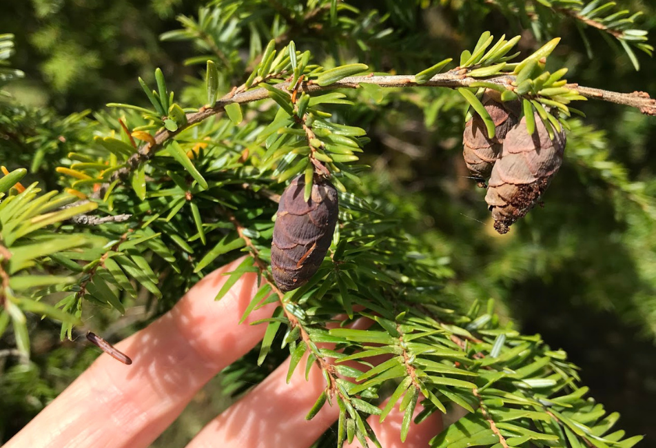 tree closeup