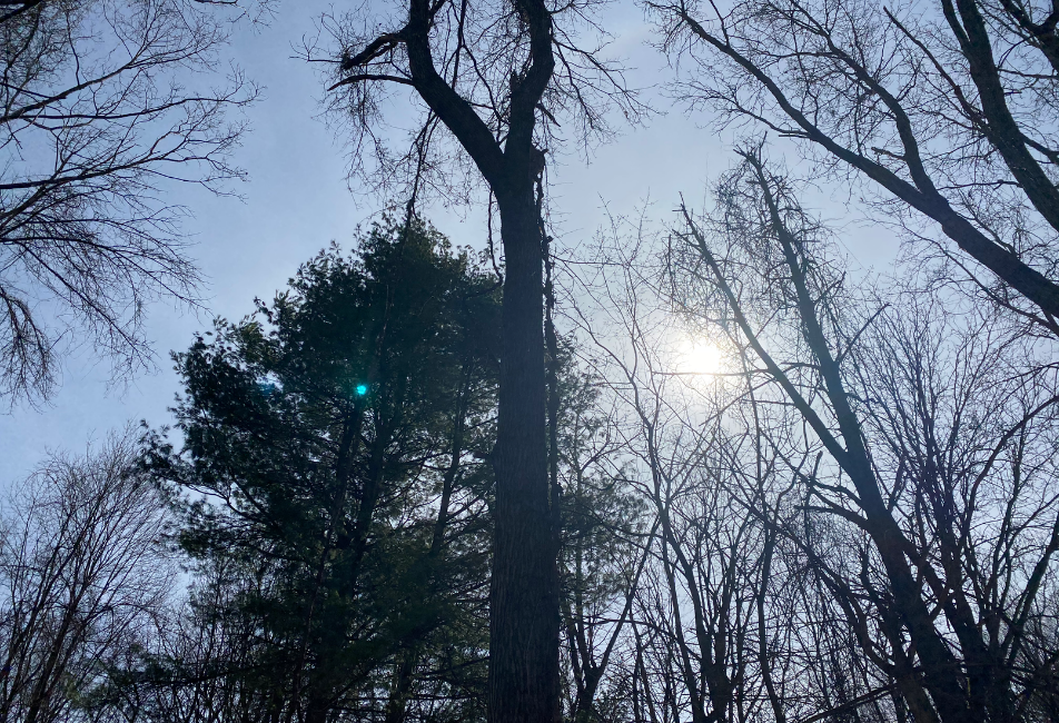 trees and sunshine