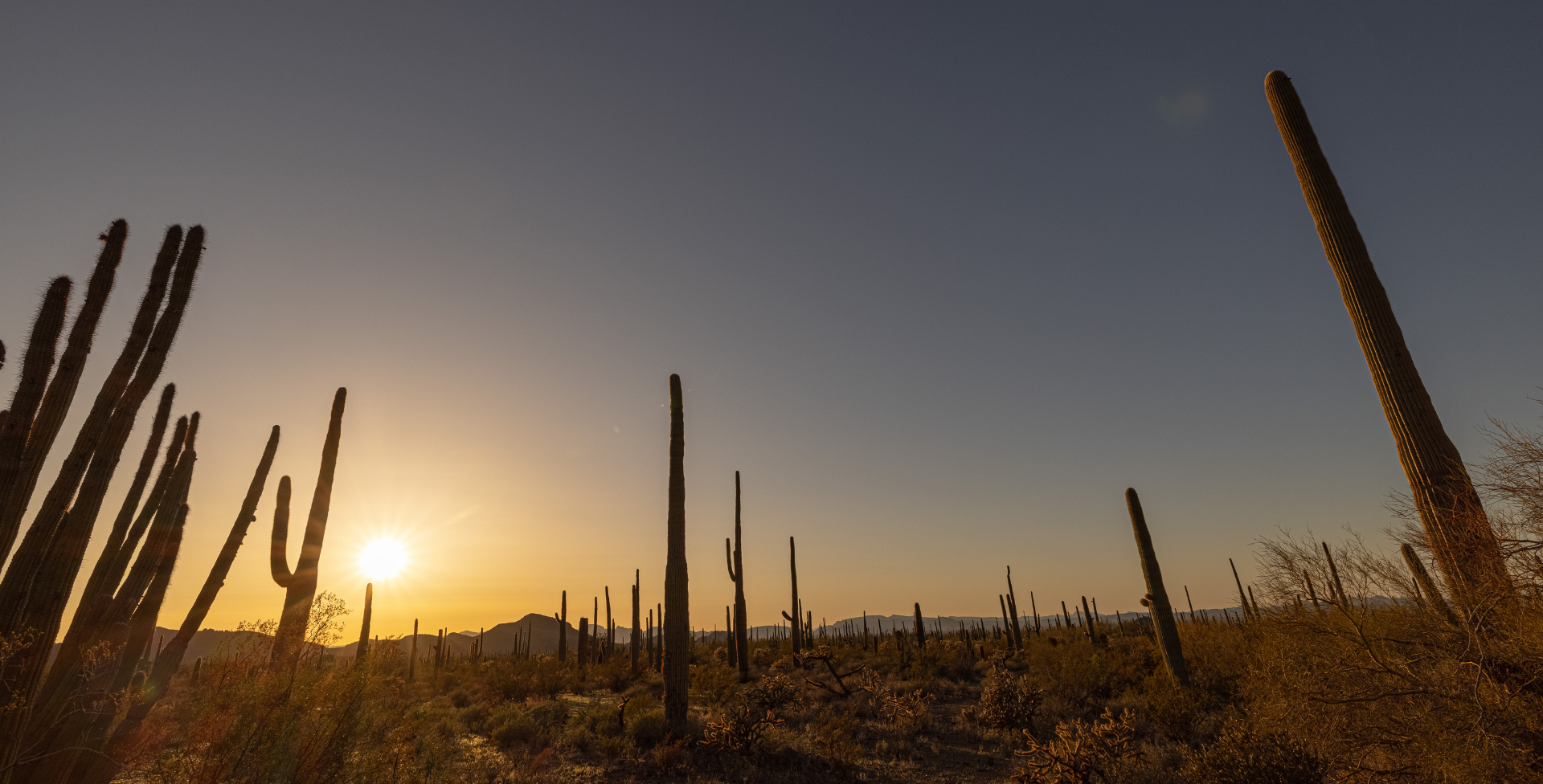 Organ Pipe