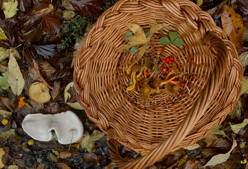 basket with foraged goods