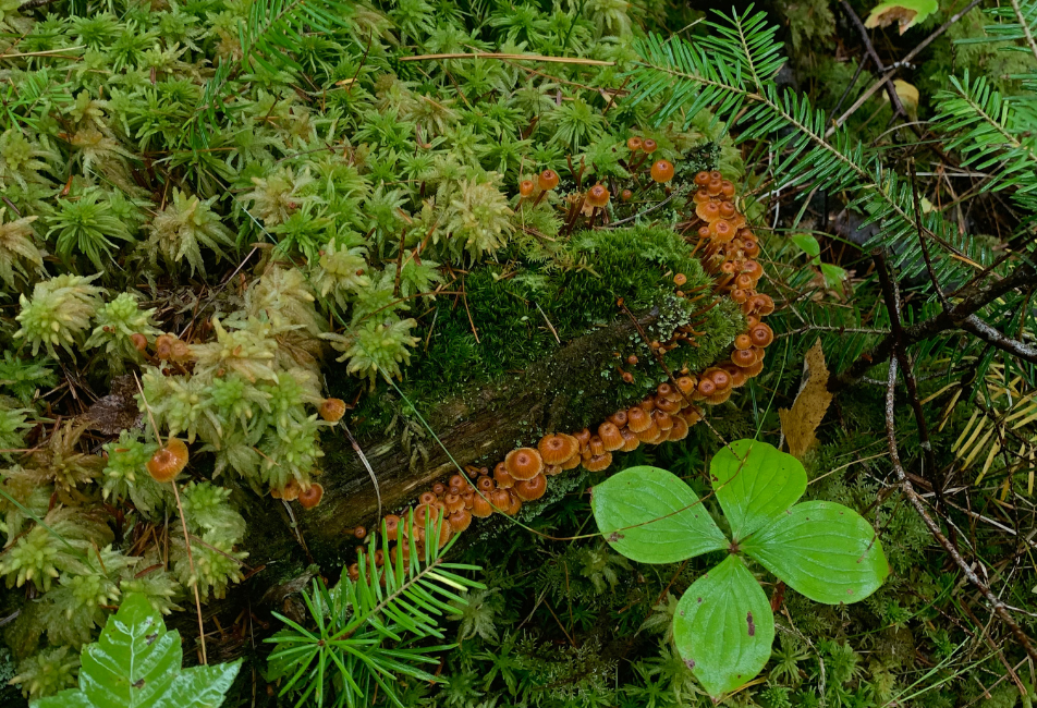 log with moss and mushrooms