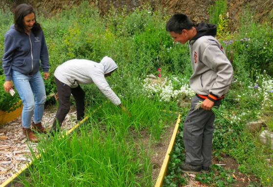 People planting garden