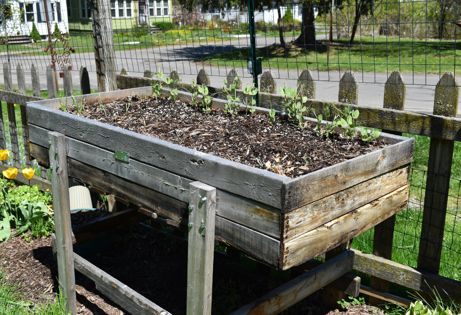 sprouting sugar snaps