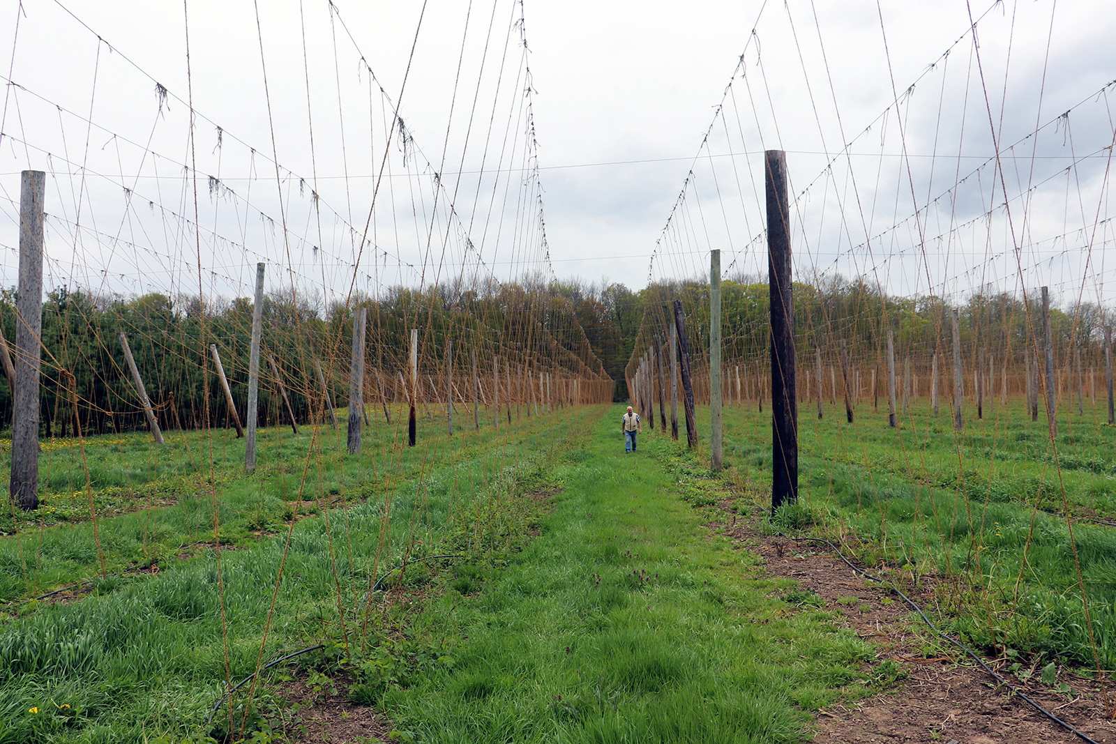 hops farm