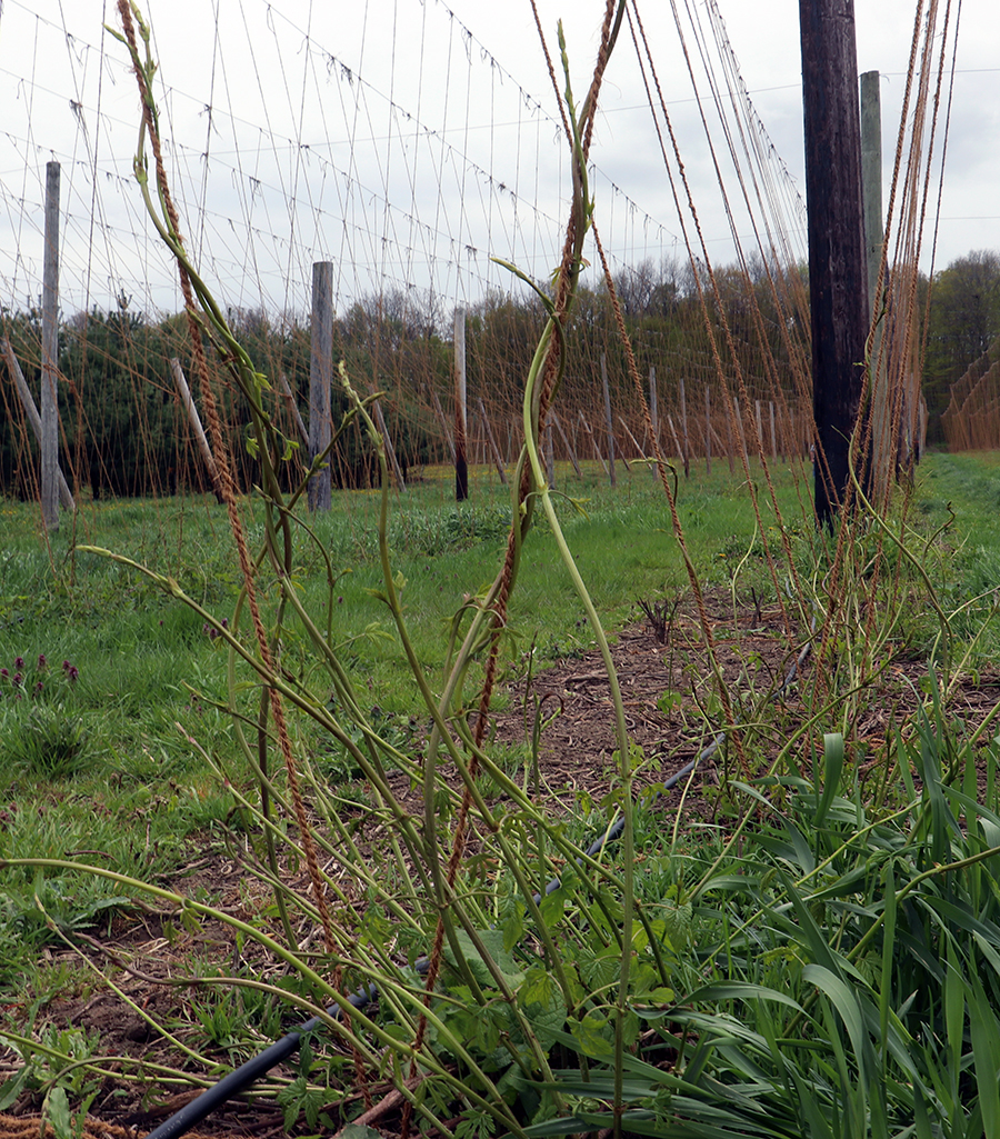 hops growing